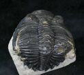 Hollardops Trilobite - Foum Zguid #28149-4